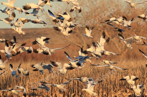 Preview: Snow Geese Bosque Del Apache, New Mexico Usa