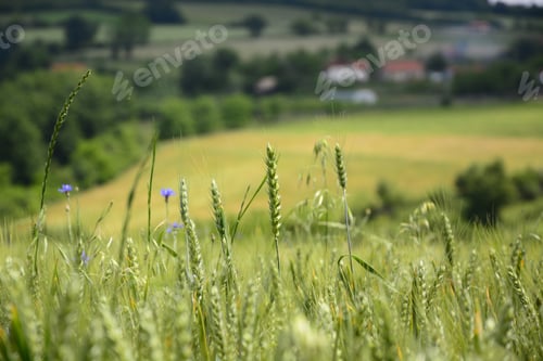 Preview: Green Field Of Wheat.An Image Of Green Wheat Ears On The Field