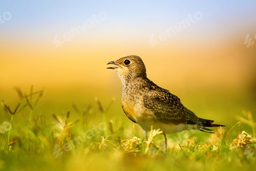Preview: Cute Bird. Colorful Nature Background. Collared Pratincole / Glareola Pratincola