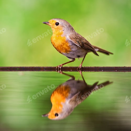 Aperçu: Red Robin In The Water