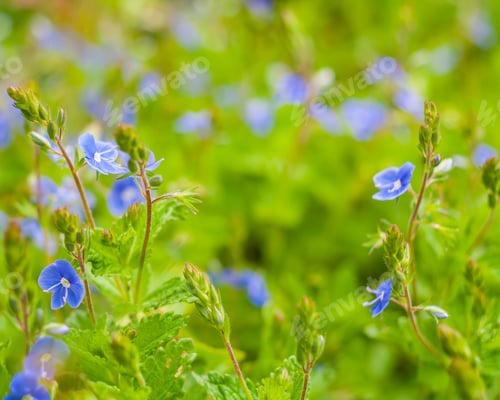 Preview: Small Blue Flowers Growing In Forest