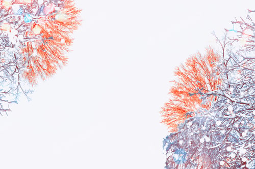 Preview: Frozen Winter Forest With Snow Covered Trees. Outdoor. Festive Christmas Card.