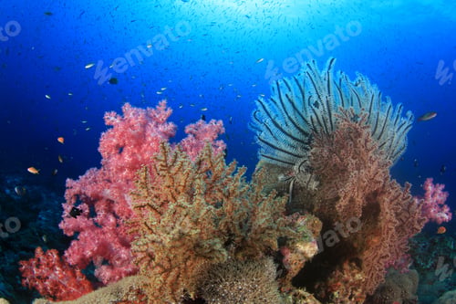 Preview: Underwater Coral Reef And Fish