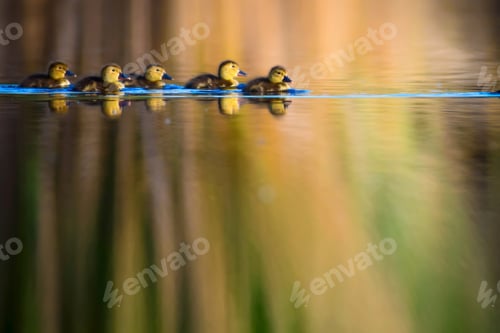 Preview: Swimming Ducklings. Lake Nature Background.