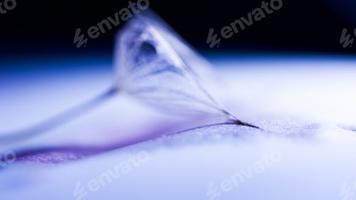 Preview: Macro, Abstract Composition With Dandelion Seed