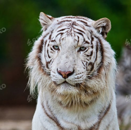Preview: White Bengal Tiger. The White Tiger Is A Recessive Mutant Of The Bengal Tiger, Which Was Reported
