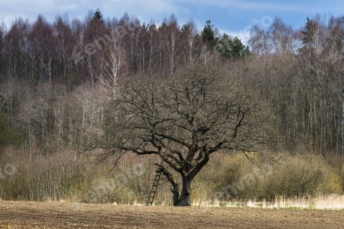 Preview: Processed Cereal Fields In Spring