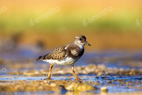 Preview: Cute Water Bird. Colorful Nature Background. Bird: Ruddy Turnstone.