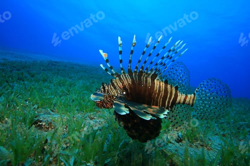Preview: Lionfish (Pterois Miles)