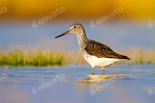 Preview: Cute Bird Sandpiper. Colorful Nature Background Marsh Sandpiper / Tringa Stagnatilis