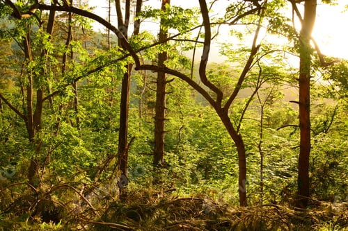Preview: Sunlight Forest Thicket With Tree Silhouettes