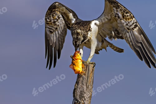 Preview: Bird Of Prey. Eagle Osprey And Its Hunt. Blue Sky Background. Eagle: Western Osprey.