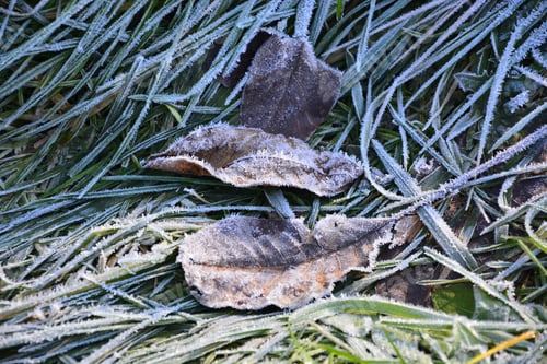 Preview: Frozen Leaves On The Grass