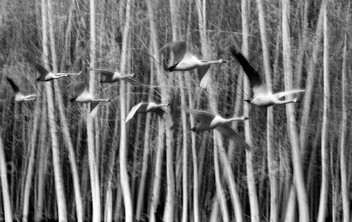 Preview: Birds. Motion Nature Blur Background.