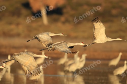 Preview: Sandhill Crane Bosque Del Apache Wildlife Reserve New Mexico Usa