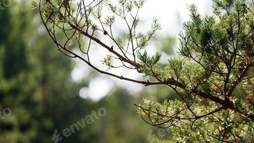 Preview: Lush Early Spring Foliage - Vibrant Green Spring Fresh Leaves Of Pine Tree In Warm Evening Light