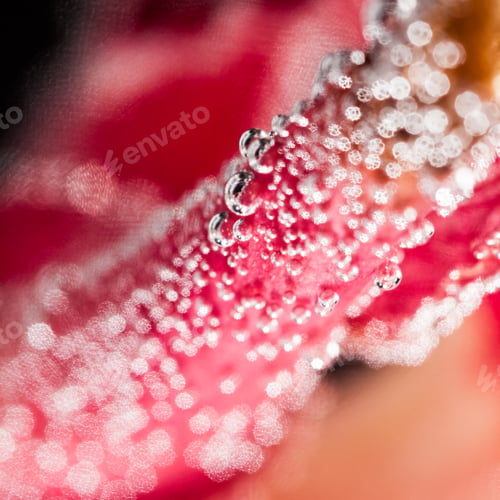 Preview: Abstract Underwater Composition With Blurry Orchid Petals, Bubbles And Light