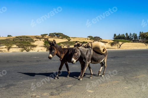 Preview: Landscape View On The Road From Gondar To The Simien Mountains, Ethiopia, Africa