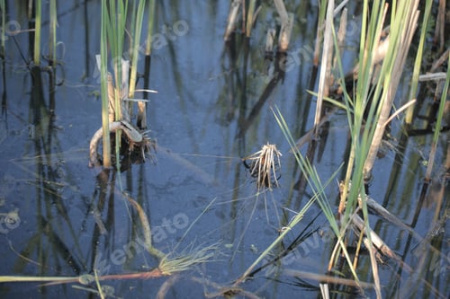 Preview: Nature Background: Close Up Photography Of A River Water Surface With Green Plants, Outdoors With