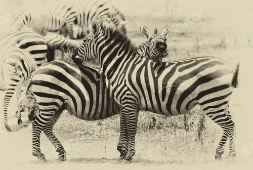Preview: Vintage Style Black And White Image Of Zebras In The Serengeti National Park, Tanzania