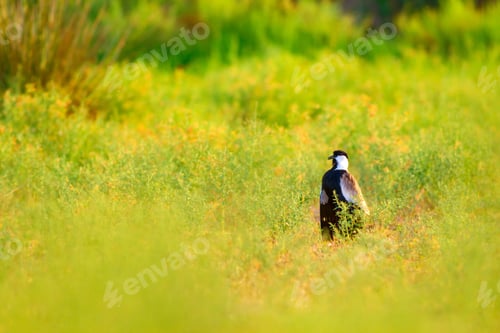 Preview: Cute Bird Spur Winged Lapwing. Green Nature Background.