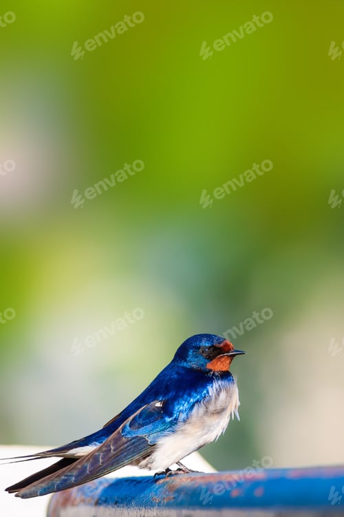 Preview: Swallow. Barn Swallow. Hirundo Rustica. Green Nature Background.