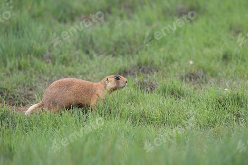 Preview: Utah Prairie Dog - Bryce Canyon National Park