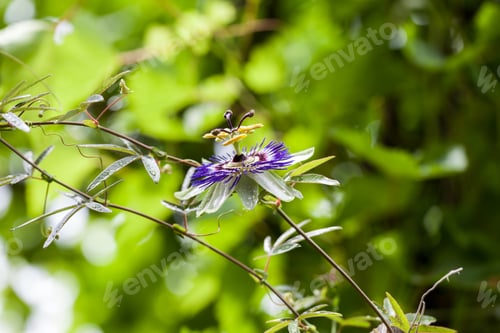 Preview: Passion Flower (Passiflora Incarnata) With Details
