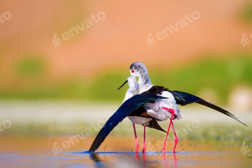 Preview: Cute Long Legged Birds. Bird Mating. Colorful Nature Background.