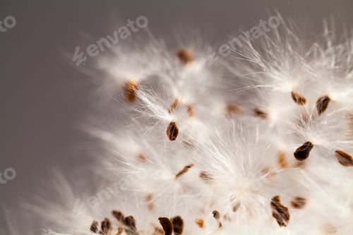 Preview: Abstract Composition With Dried Plants Seeds. Looks Like Dandelion Seeds