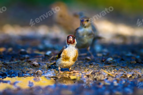 Preview: Cute Bird Drinking Water. Nature Background. European Goldfinch / Carduelis Carduelis