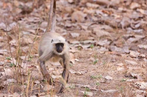 Preview: Gray Langur Also Known As Hanuman Langur In The Bandhavgarh National Park In India. Bandhavgarh Is