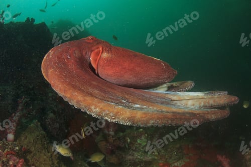 Preview: Reef Octopus