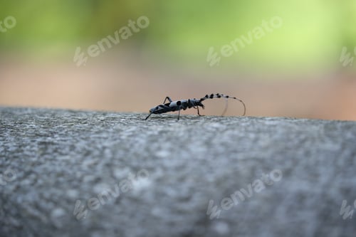 Preview: Rosalia Longicorn (Rosalia Alpina) Or Alpine Longhorn Beetle Swabian Jura Germany