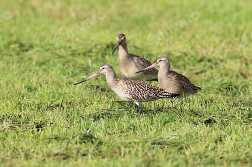 Preview: Bar-Tailed Godwit (Limosa Lapponica) Norway