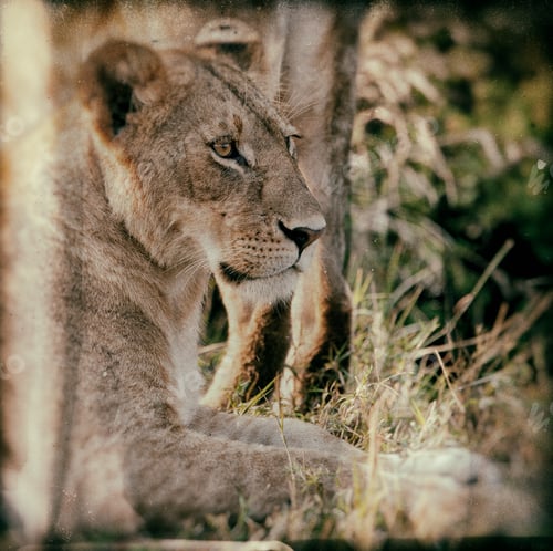 Preview: Vintage Style Image Of An African Lioness In The Maasai Mara National Park, Kenya