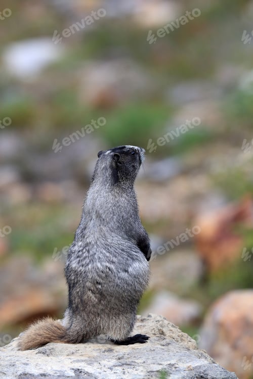 Preview: Hoary Marmot At Mount Rainier National Park Washington