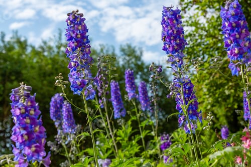 Preview: Beautiful Delphiniums Blooming In The Garden.