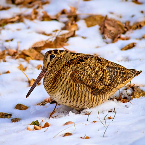 Preview: Snow, Dry Leaves And Bird, White, Yellow And Brown Nature Background. Eurasian Woodcock / Scolopax