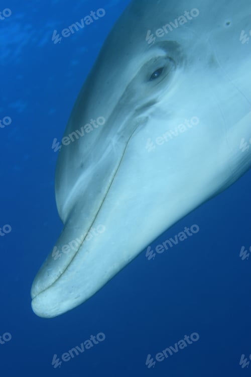Preview: Bottlenose Dolphin