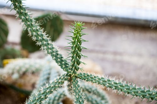 Preview: Cylindropuntia Rosea Plant In Botanical Garden In Balchik, Bulgaria