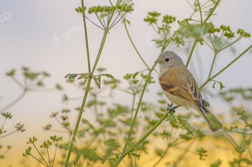 Preview: Cute Bird. Nature Background. Bird: Eurasian Penduline Tit. Remiz Pendulinus.