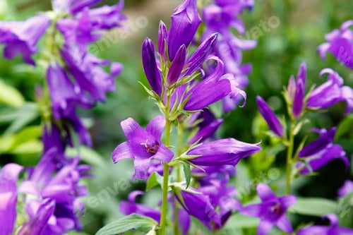 Preview: Campanula Latifolia In Garden. Giant Bellflower, Species Of Bellflower In The Family Campanulaceae