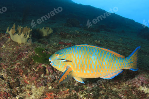 Preview: Parrotfish
