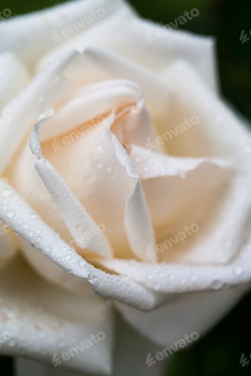Preview: White, Beautiful, Delicate Rose Petals And Water Drops