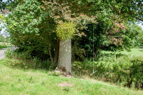 Preview: Rope Swing In A Garden Tree.