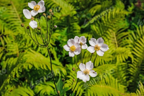 Preview: Anemone Japonica (Anemone Hupehensis Var. Japonica, Chinese Anemone, Japanese Anemone, Thimbleweed