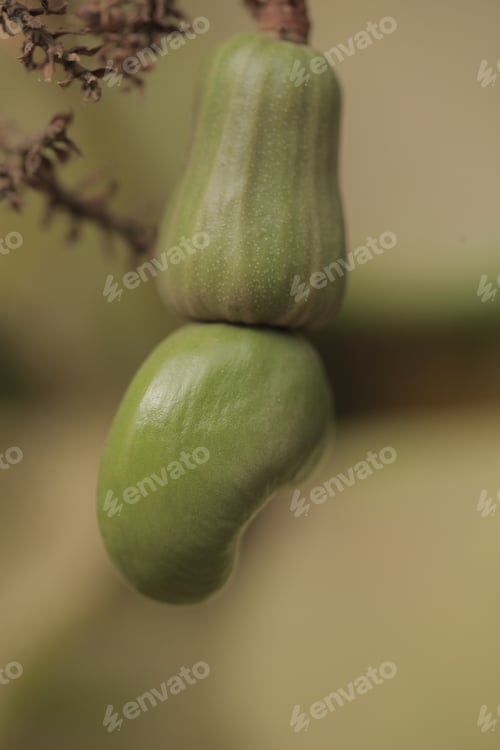 Preview: Nature Detail - Vertical Macro Photography Of A Single Cashew Nut In Green Shell, With A Green