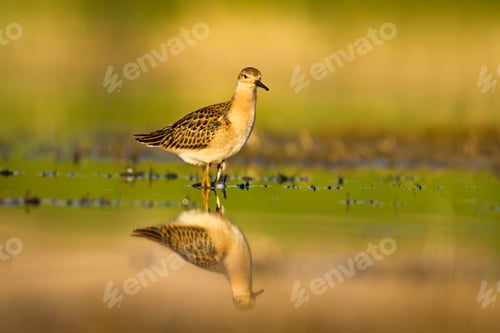 Preview: Nature Habitat And Water Bird. Common Water Bird. Green Yellow Nature Habitat Background. Bird