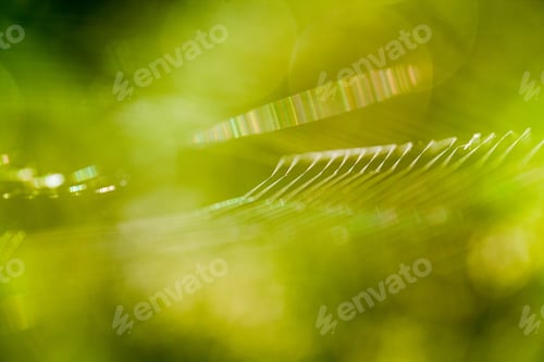 Preview: Abstract Composition With Spider Web Details And Natural Colors